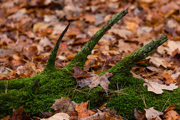 mikiodo201013_4820_LR