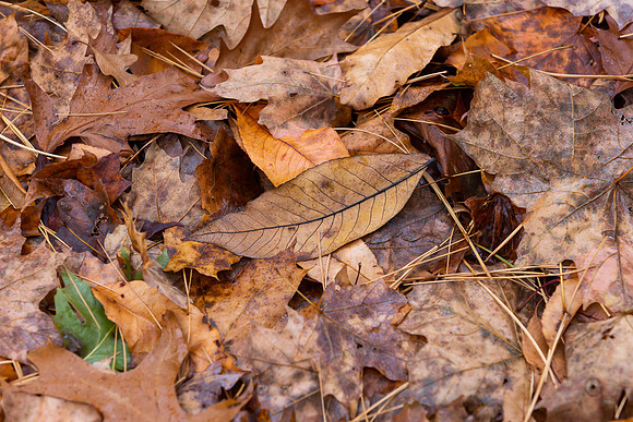 mikiodo201013_4822_LR
