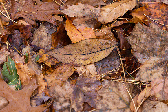 mikiodo201013_4823_LR