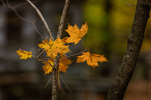 mikiodo201013_4824_LR