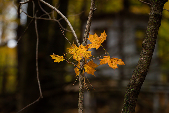 mikiodo201013_4825_LR