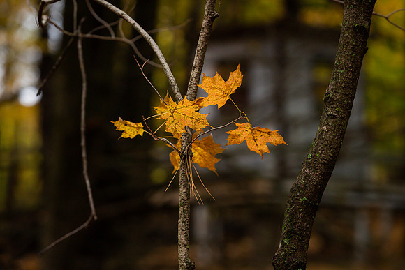 mikiodo201013_4826_LR