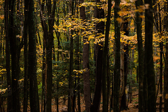 mikiodo201013_4829_LR