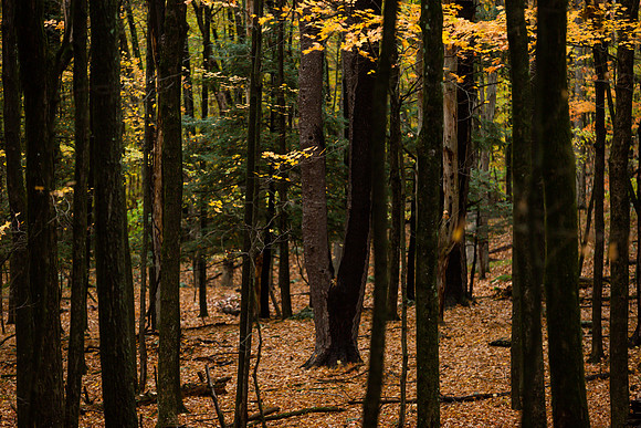 mikiodo201013_4830_LR
