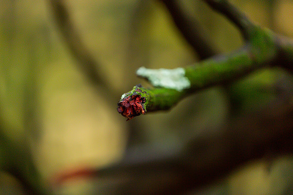 mikiodo201013_4836_LR
