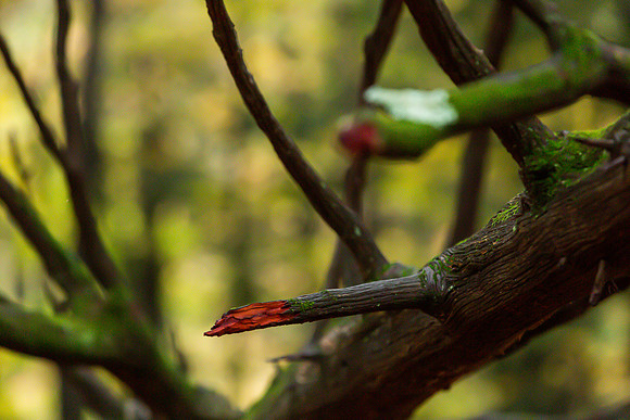 mikiodo201013_4840_LR