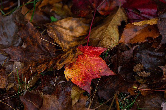 mikiodo201013_4891_LR
