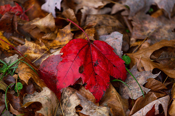mikiodo201013_4892_LR