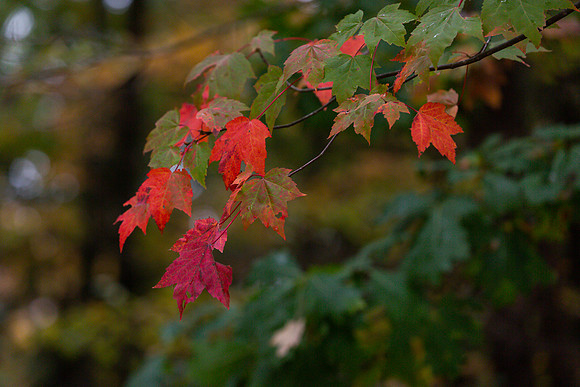 mikiodo201013_4893_LR