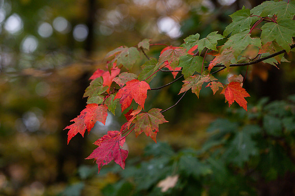 mikiodo201013_4894_LR
