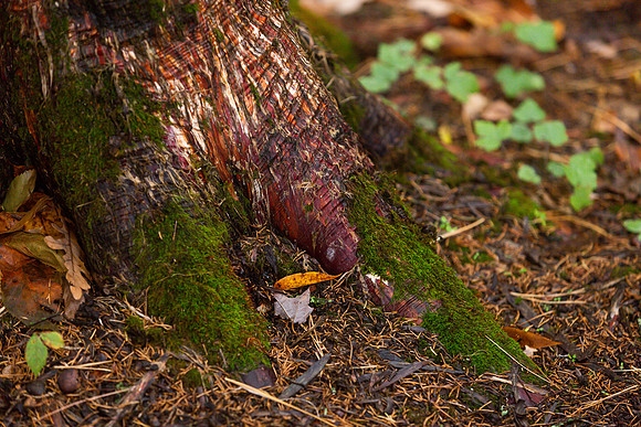 mikiodo201013_4898_LR