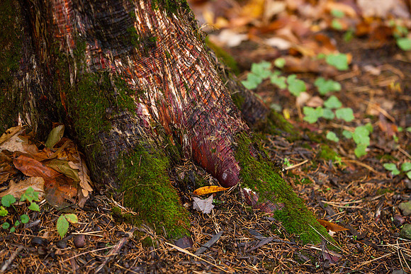 mikiodo201013_4899_LR