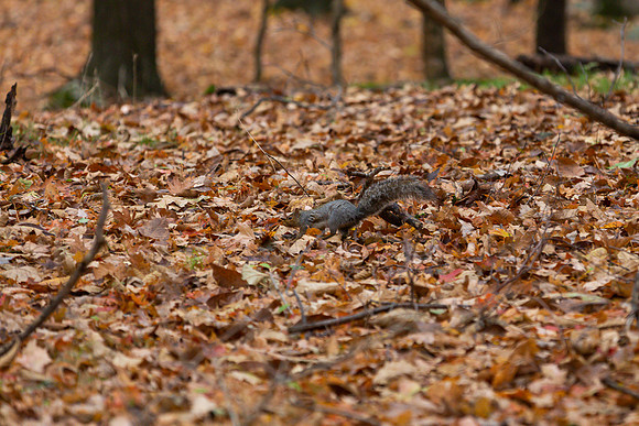 mikiodo201013_4900_LR