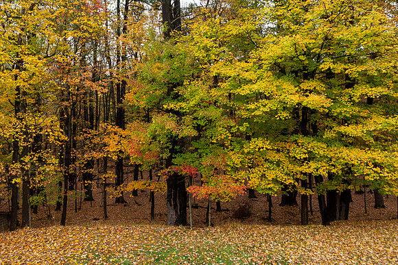 mikiodo201013_4912_LR