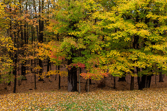 mikiodo201013_4913_LR