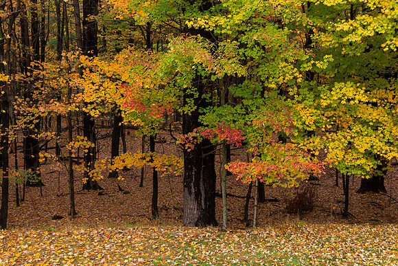 mikiodo201013_4914_LR