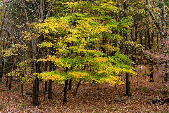 mikiodo201013_4918_LR