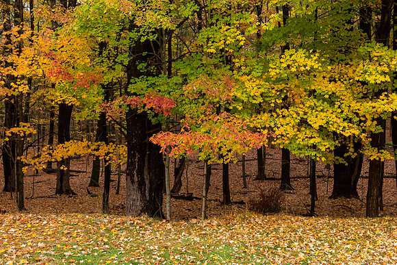 mikiodo201013_4939_LR