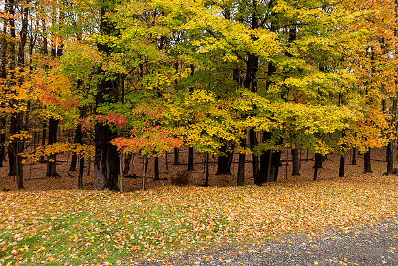 mikiodo201013_4942_LR