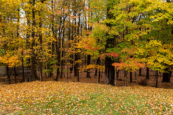 mikiodo201013_4943_LR