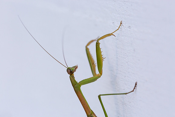 mikiodo200923_8814_LR