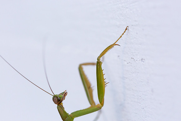 mikiodo200923_8815_LR