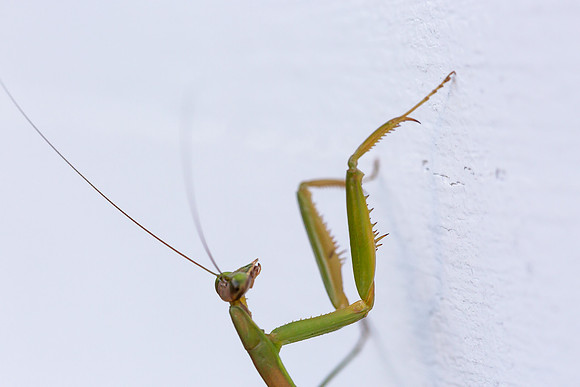 mikiodo200923_8816_LR