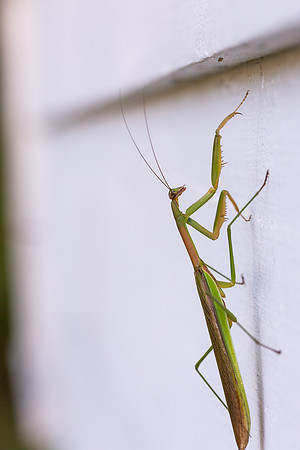 mikiodo200923_8817_LR
