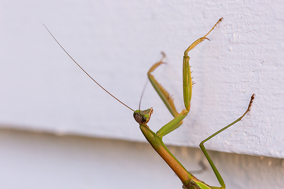 mikiodo200923_8819_LR