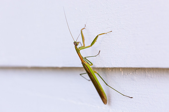 mikiodo200923_8821_LR