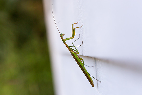 mikiodo200923_8822_LR