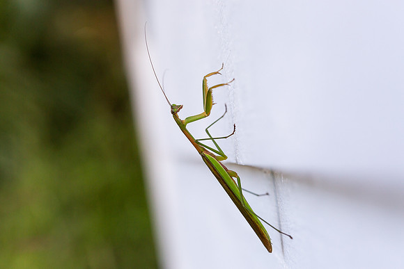 mikiodo200923_8823_LR