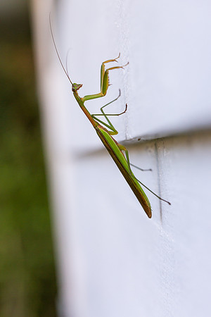 mikiodo200923_8824_LR