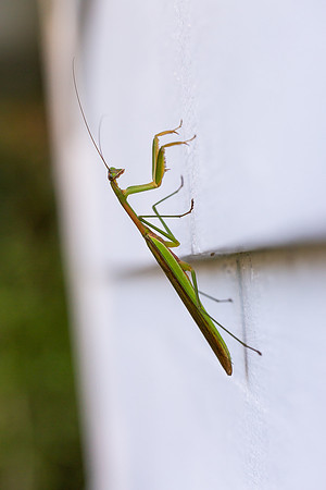 mikiodo200923_8825_LR