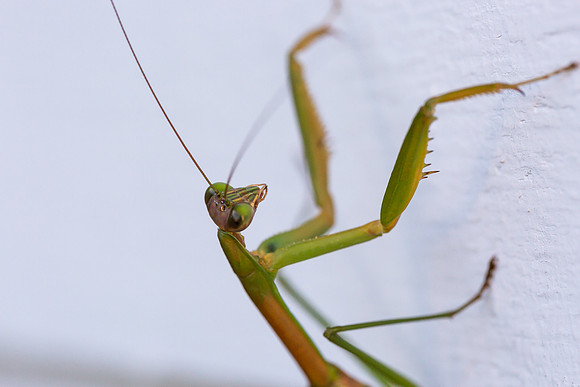 mikiodo200923_8829_LR