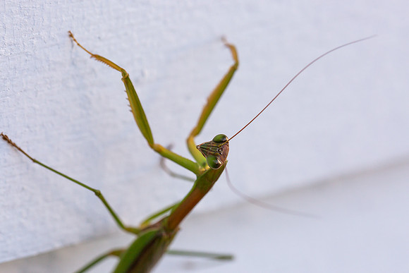 mikiodo200923_8835_LR