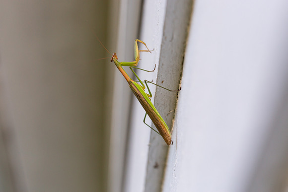 mikiodo200923_8837_LR