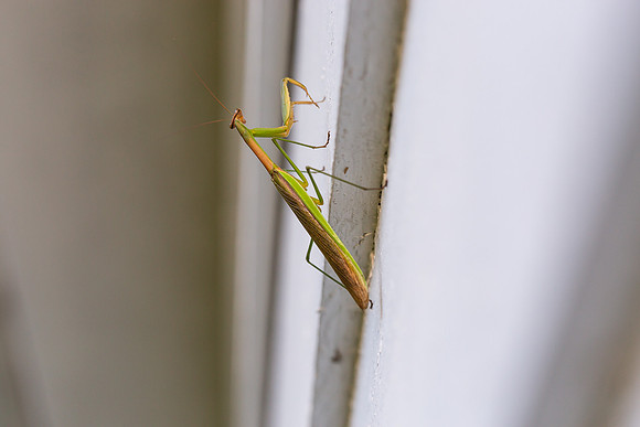 mikiodo200923_8838_LR