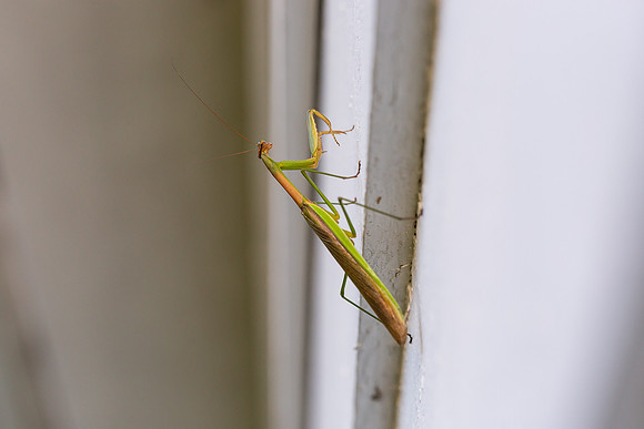 mikiodo200923_8839_LR