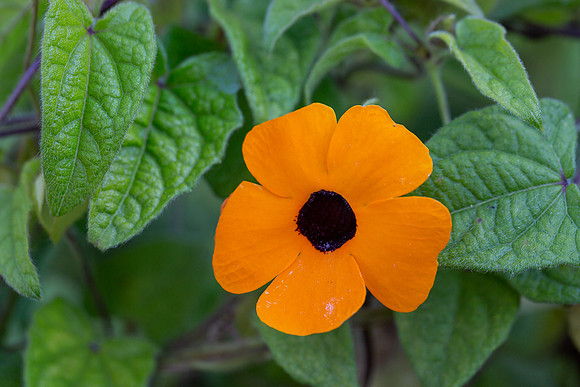 mikiodo200923_8840_LR