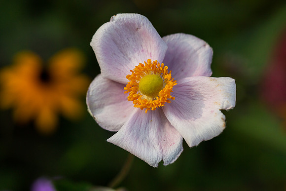 mikiodo200923_8842_LR