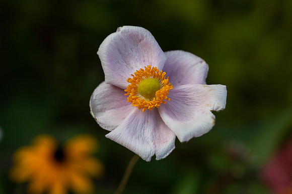 mikiodo200923_8843_LR