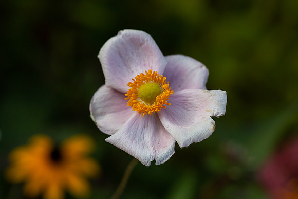 mikiodo200923_8844_LR