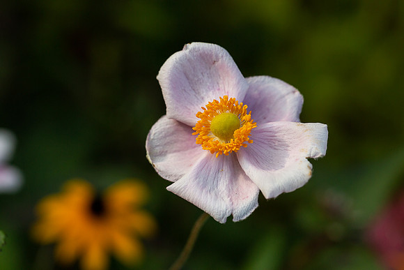 mikiodo200923_8845_LR