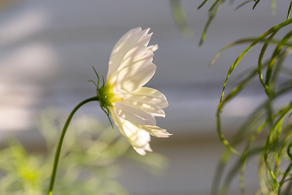 mikiodo200923_8846_LR
