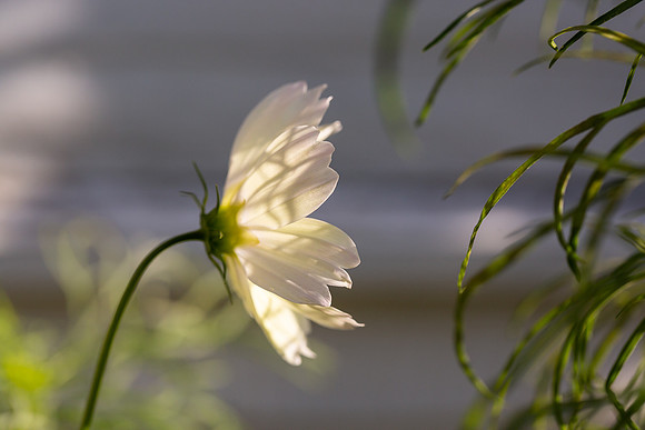 mikiodo200923_8847_LR