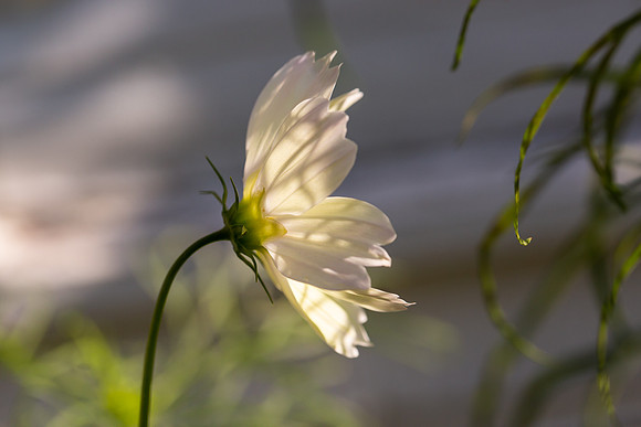 mikiodo200923_8848_LR