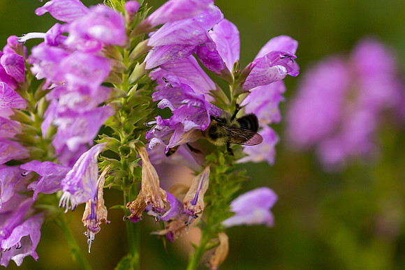 mikiodo200923_8853_LR