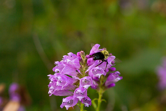 mikiodo200923_8856_LR