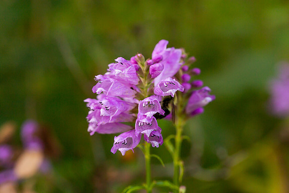 mikiodo200923_8855_LR